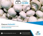 Zbiór pieczarek – bez doświadczenia - Holandia - 10 euro