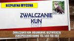 Odławianie kun, kuna, tel. 504-746-203, odstraszanie i  dezynfekcja, Wrocław