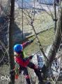 Ścinka drzew, ścinka sekcyjna, prace alpinistyczne