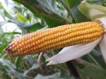 Kukurydza CEBIR duży potencjał plonowania