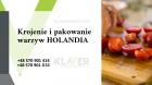 Produkcja sałatek, krojenie i pakownie warzyw  - Holandia !!