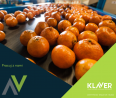 Praca w Holandii- pakowanie owoców i warzyw