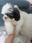 Śliczne maleństwa shihtzu