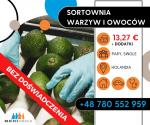 PRODUKCJA / SORTOWNIA WARZYW I OWOCÓW- HOLANDIA