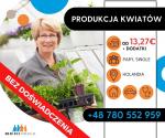 PRODUKCJA KWIATÓW- HOLANDIA